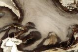 Polished Petrified Wood Slab - Eagle's Nest, Oregon #185083-1